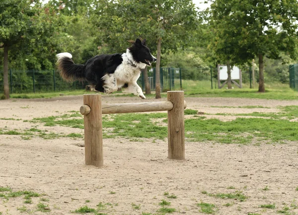 Pretty Border Collie Dog Jumping Obstacle Unleashed Park — Zdjęcie stockowe