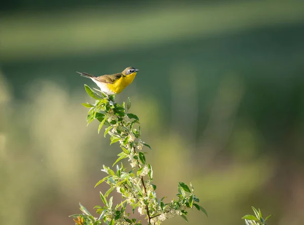 Closeup Shot Domestic Canary — Stock fotografie