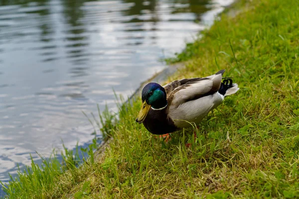 一只可爱的鸭子在池塘边的特写镜头 — 图库照片