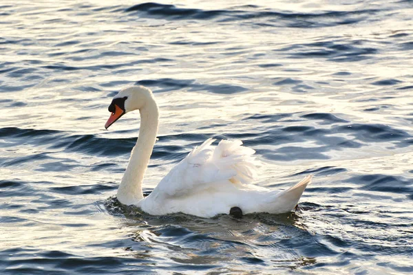 Draycote Water Ngiltere Güzel Beyaz Bir Kuğu — Stok fotoğraf