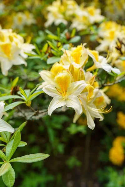Vertical Shot Blooming Yellow Rhododendrons — Stock Photo, Image