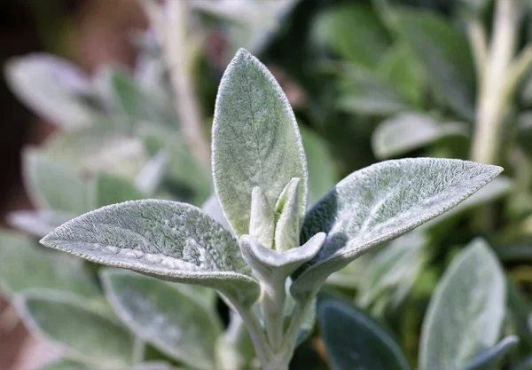 Closeup Shot Stachys Byzantine Plant Plants Botanical Garden — Stock Fotó