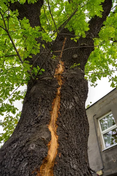 A scar on the bark of a tree struck by lightning during a powerful storm in Laziska Gorne, Silesia, Poland.