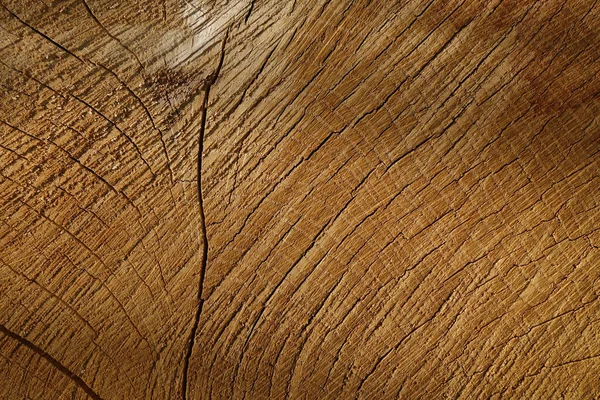 Closeup Shot Dry Tree Trunk Wood Textures — 스톡 사진