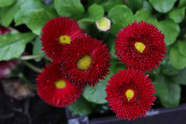 High Angle Closeup Shot Beautiful Red Annual Aster Flowers Sunny — Fotografia de Stock