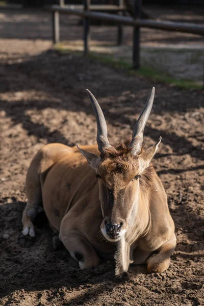 Vertical Shot Antelope Lying Farm — Foto Stock