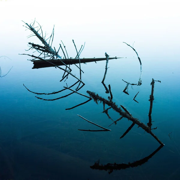 Closeup Tree Branches Lake Sevieres Auvergne Volcanoes Natural Regional Park — Φωτογραφία Αρχείου