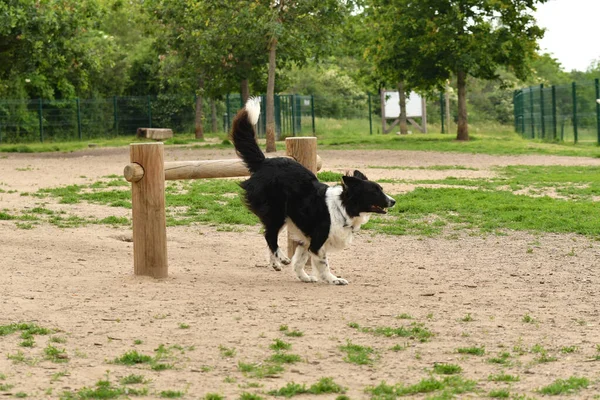 Красивая Пограничная Колли Собака Перепрыгивает Через Препятствие Развязанном Парке — стоковое фото