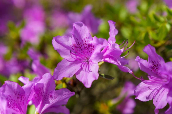 Eine Nahaufnahme Blühender Lila Rhododendrons — Stockfoto