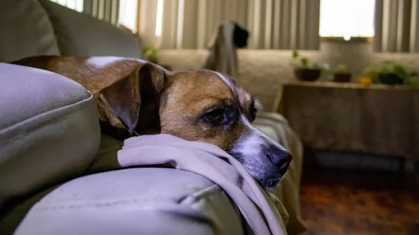 Selective Focus Dog Lying Comfortable Couch Blurred Background — Φωτογραφία Αρχείου