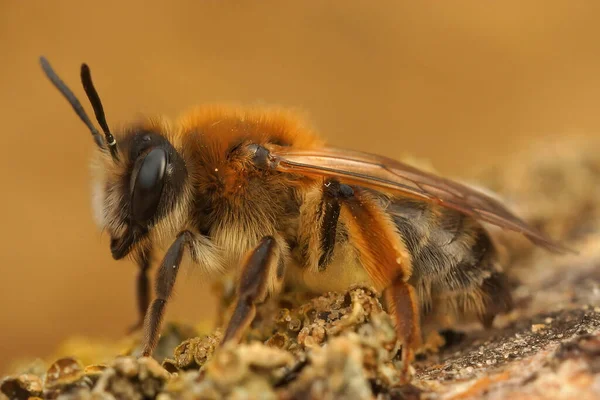 Selective Focus Shot Grey Gastered Mining Bee Andrena Tibialis — Stock Fotó