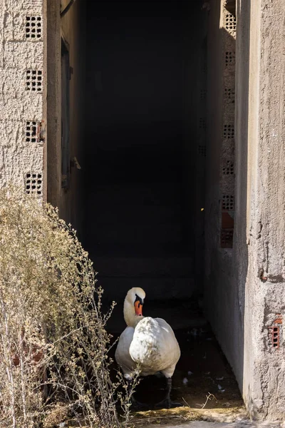 Swan Entrance Ruin Port Greek Cycladic Island Andros — Stok fotoğraf