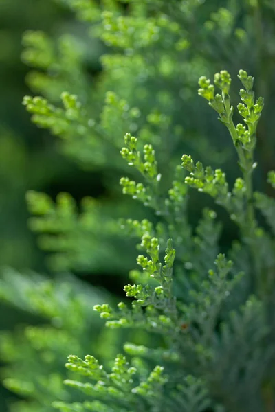 Closeup Shot Green Thuja Plant — ストック写真