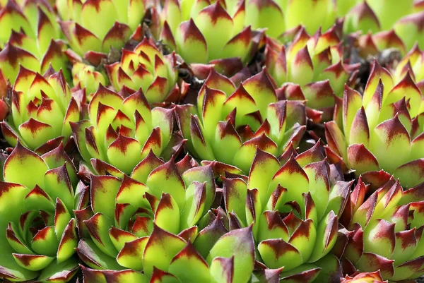 Eine Nahaufnahme Von Sempervivum Pflanzen Auf Einem Botanischen Garten — Stockfoto