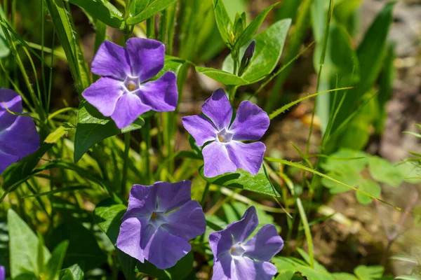 Closeup Shot Blooming Periwinkle Flowers — Stock Photo, Image