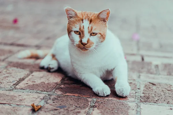 Cute White Brown Cat Sad Eyes Adorable Paws Lying Sidewalk — 스톡 사진