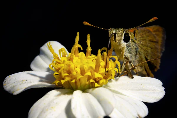 Zbliżenie Motyla Kwiatku — Zdjęcie stockowe