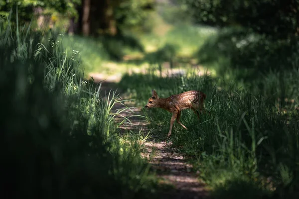 Wild Baby Deer Forest Lutzerath — 스톡 사진