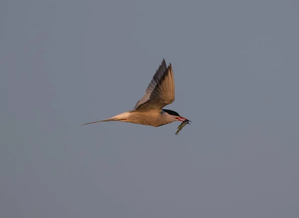 Closeup Sharp Winged Seabird Flying Pale Cloudless Sky Fish Its — Fotografia de Stock