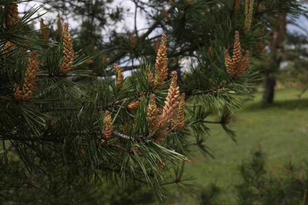 Closeup Blooming Pine Tree Forest Spring — 스톡 사진