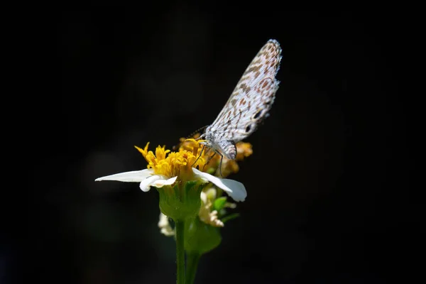 蝴蝶在花朵上的特写 — 图库照片