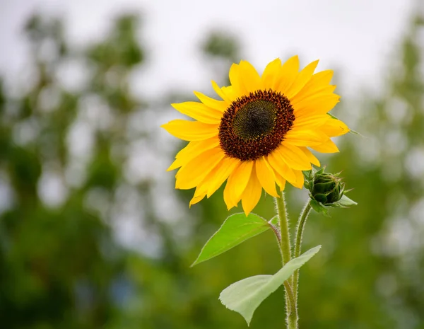 Telfs Austria Jun 2021 Blooming Sunflower Park — 图库照片