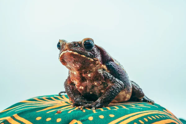 Closeup Shot Smooth Sided Toad — Fotografia de Stock