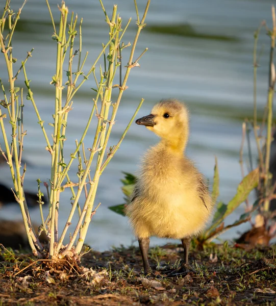 Eine Kleine Ente See — Stockfoto