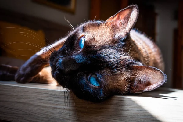 Brown Cat Lying Sunlight — Stock Fotó