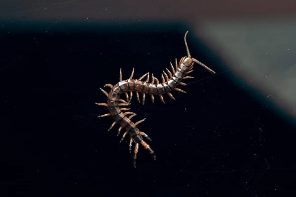 Closeup Shot Centipede — Stock Photo, Image