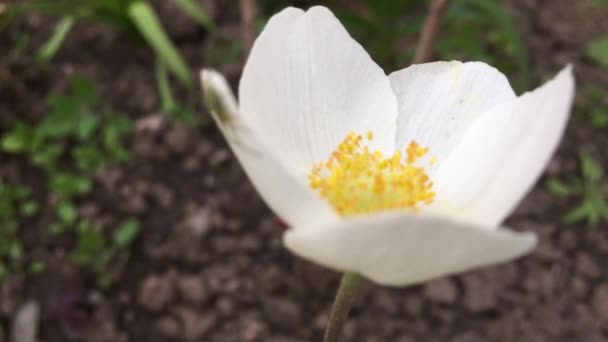 Hermosa Flor Que Crece Jardín Verano Día Soleado — Vídeos de Stock