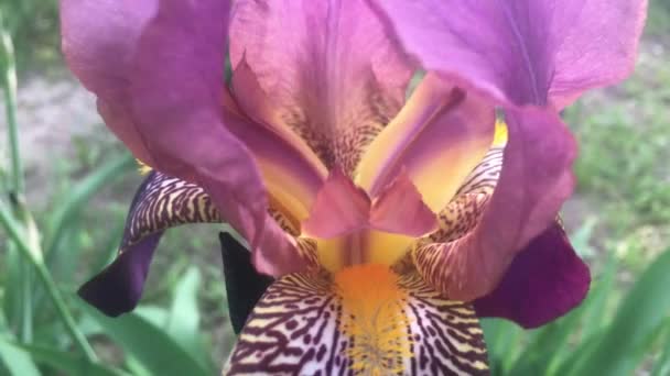Hermosa Flor Que Crece Jardín Verano Día Soleado — Vídeos de Stock