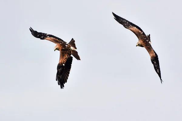 Two kite birds in flight in Warwick, England, the UK