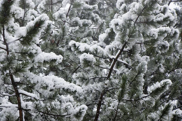 Closeup Shot Snowy Pine Tree Branches — Zdjęcie stockowe