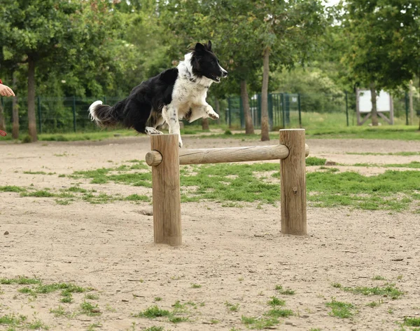 Pretty Border Collie Dog Jumping Obstacle Unleashed Park — 图库照片