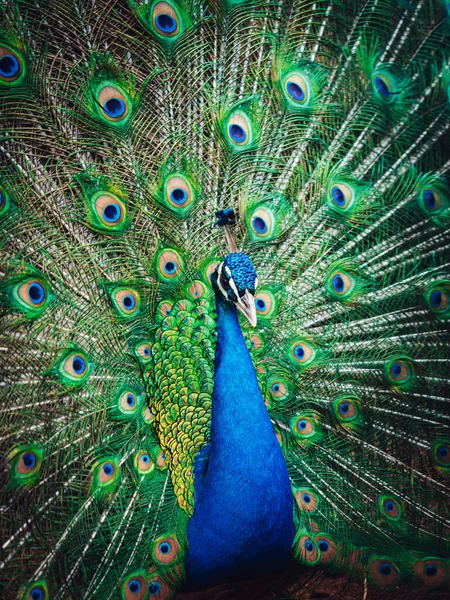 Vertical Shot Majestic Peacock — Φωτογραφία Αρχείου