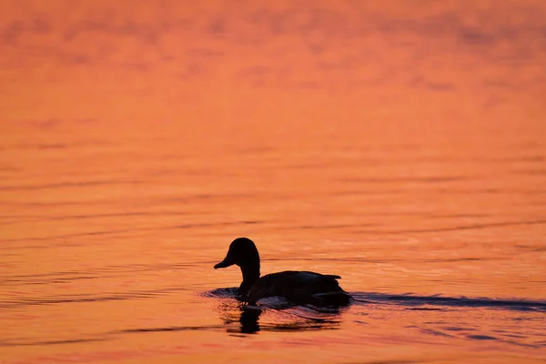 Die Silhouette Einer Ente Draycote Wasser England Großbritannien Während Eines — Stockfoto