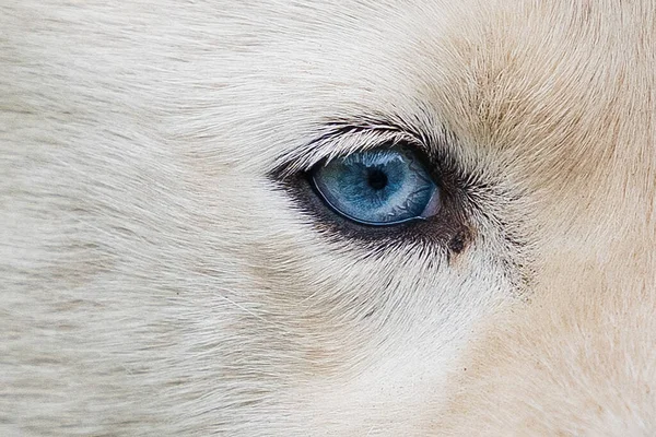 Closeup Beautiful Blue Eye White Dog — 스톡 사진