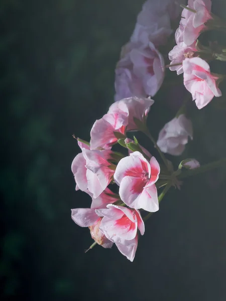 Vertical Shot Blooming Bedding Geranium Flowers Dark Blurred Background —  Fotos de Stock