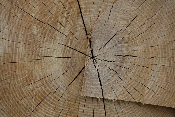 Крупный План Сухого Ствола Дерева Текстуры Дерева — стоковое фото
