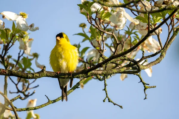 Closeup Shot Domestic Canary — Foto de Stock