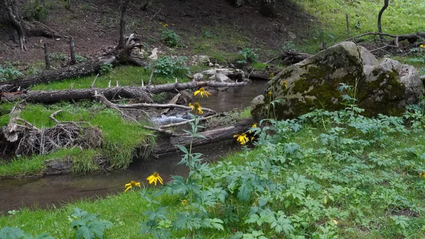 Beautiful Day Creek — ストック写真