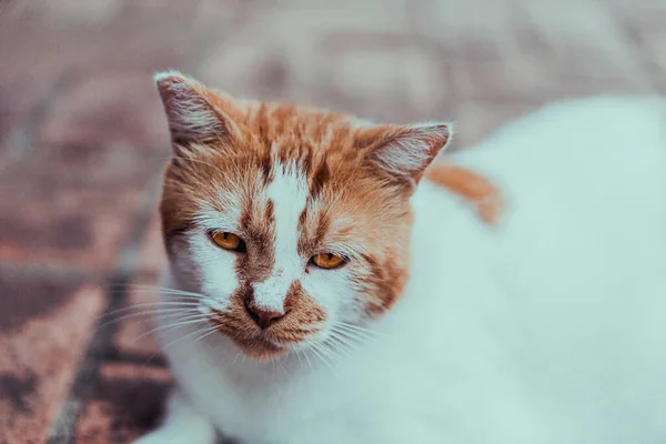 Closeup Shot Cute White Brown Cat Face Sad Eyes Lying — Foto Stock