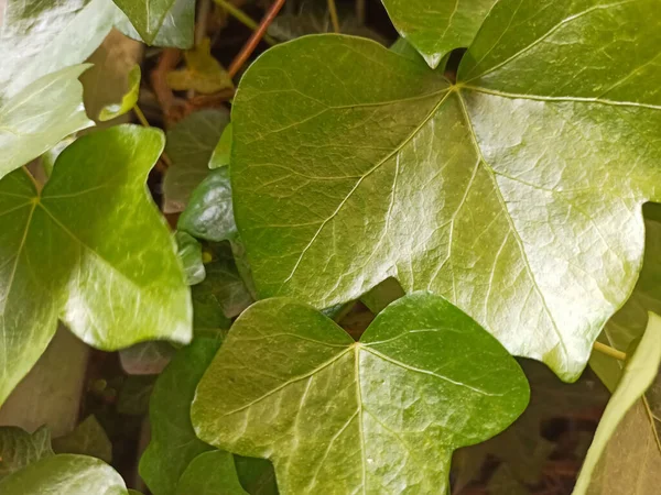 Closeup Shot Bright Green Ivy Leaves Blurred Background — Stock Fotó