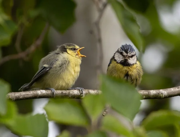 Warbler Blue Tit Standing Next Each Other Thin Tree Branch — Stock fotografie