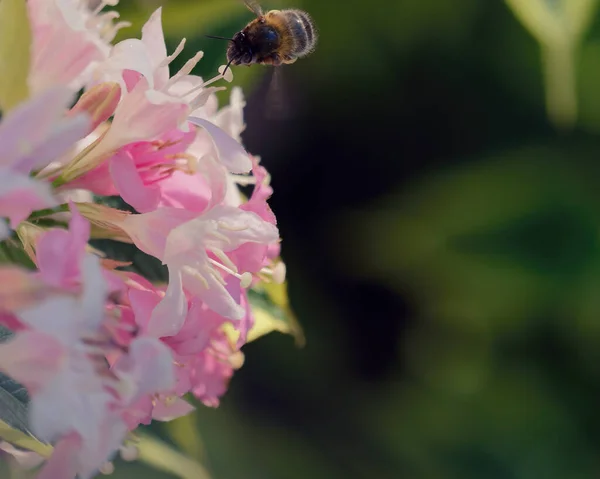 Closeup Shot Bee Bedding Geranium Flower Blurred Background — Φωτογραφία Αρχείου