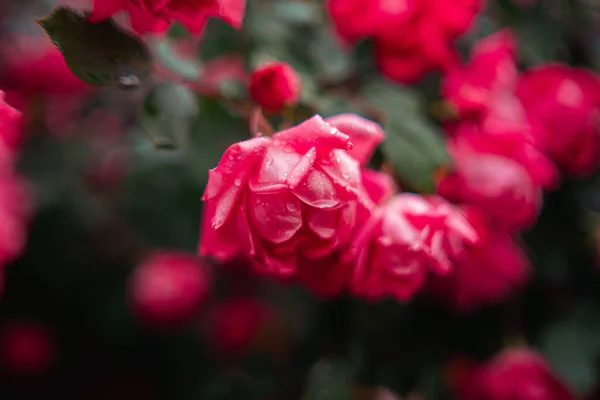 Крупный План Розового Куста — стоковое фото