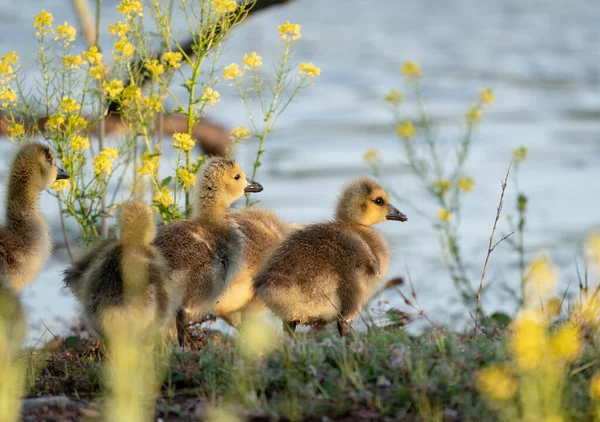 Small Ducs Lake — 图库照片