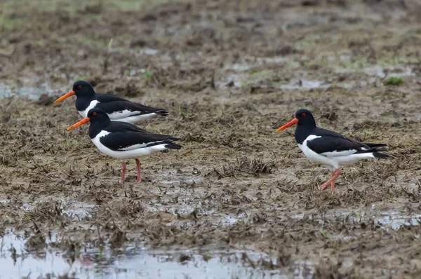 Triplet Eurasian Oystercatchers Moping Marshes Search Food — ストック写真