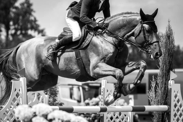 Riders Horse Jumping Competition — Fotografia de Stock